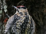 _MG_6540 Yellow-bellied Sapsucker.jpg