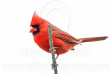 _MG_7391 Northern Cardinal.jpg