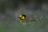 _MG_0954 Hooded Warbler.jpg