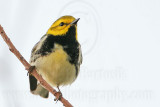 _MG_1226 Black-throated Green Warbler.jpg