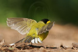 _MG_2269 Hooded Warbler.jpg