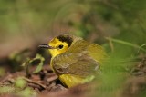 _MG_2302 Hooded Warbler.jpg