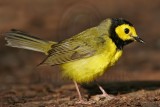 _MG_2451 Hooded Warbler.jpg