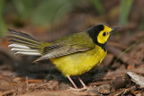 _MG_2538 Hooded Warbler.jpg