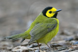 _MG_2995 Hooded Warbler.jpg