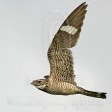 3736588 Common Nighthawk.jpg