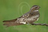 3736600 Common Nighthawk.jpg