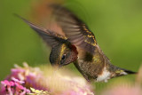 _MG_2647 Ruby-throated Hummingbird.jpg