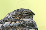 _MG_3213 Lesser Nighthawk.jpg