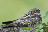 _MG_3401 Lesser Nighthawk.jpg