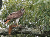 _MG_8952 Red-tailed Hawk.jpg