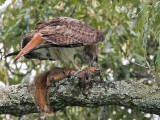 _MG_8972 Red-tailed Hawk.jpg