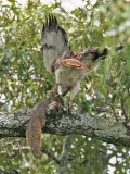 _MG_9080 Red-tailed Hawk.jpg