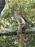 _MG_9220 Red-tailed Hawk.jpg