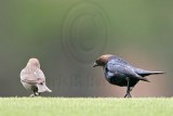 _MG_9409 Brown-headed Cowbird.jpg