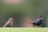 _MG_9414 Brown-headed Cowbird.jpg