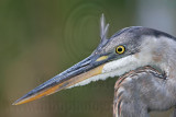 _MG_0179 Great Blue Heron.jpg