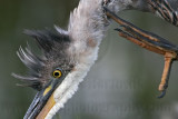 _MG_0341 Great Blue Heron.jpg