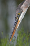_MG_0459 Great Blue Heron.jpg