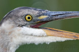 _MG_0494 Great Blue Heron.jpg