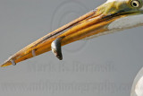 _MG_9312 Great Egret.jpg