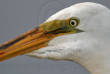 _MG_9462 Great Egret.jpg