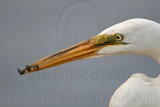 _MG_9474 Great Egret.jpg