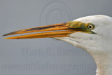 _MG_9481 Great Egret.jpg