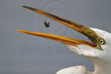 _MG_9491 Great Egret.jpg