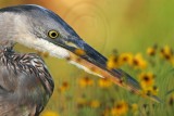 _MG_2087 Great Blue Heron.jpg