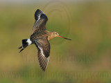 _MG_0116 Hudsonian Godwit.jpg
