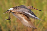 _MG_0292 Hudsonian Godwit.jpg