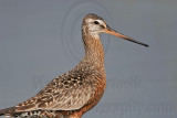 _MG_8660 Hudsonian Godwit.jpg