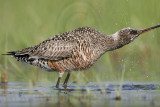 _MG_9288 Hudsonian Godwit.jpg