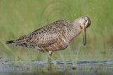 _MG_9301 Hudsonian Godwit.jpg