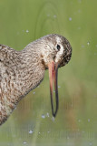 _MG_9301crop Hudsonian Godwit.jpg