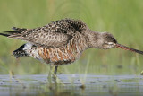 _MG_9304 Hudsonian Godwit.jpg