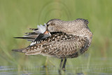 _MG_9309 Hudsonian Godwit.jpg