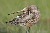 _MG_9349 Hudsonian Godwit.jpg