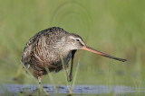 _MG_9358 Hudsonian Godwit.jpg
