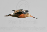 _MG_9825 Hudsonian Godwit.jpg