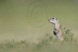 _MG_6702.jpg