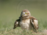 _MG_6856 Burrowing Owl.jpg