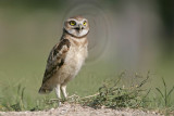 _MG_6859 Burrowing Owl.jpg