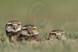 _MG_7322 Burrowing Owl.jpg