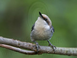 _MG_6071 Brown-headed Nuthatch.jpg