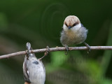 _MG_6185 Brown-headed Nuthatch.jpg