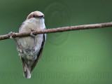 _MG_6210 Brown-headed Nuthatch.jpg