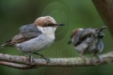 _MG_6226 Brown-headed Nuthatch.jpg