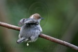 _MG_6278 Brown-headed Nuthatch.jpg